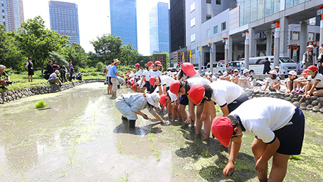 都会の田植え体験